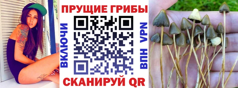 Купить где Андреаполь Псилоцибиновые грибы ЛСД